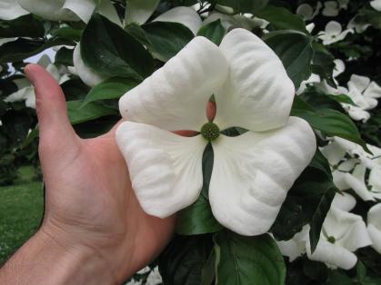 Venus Dogwood flowers closeup